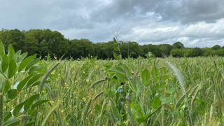 La prairie à flore variée est semée sous couvert d'un mélange céréalier riche en protéine qui, ensilé, affiche des valeurs alimentaires de 0,9 UFL et 15 à 16% de MAT. La prairie à flore variée est semée sous couvert d'un mélange céréalier riche en protéine qui, ensilé, affiche des valeurs alimentaires de 0,9 UFL et 15 à 16% de MAT.